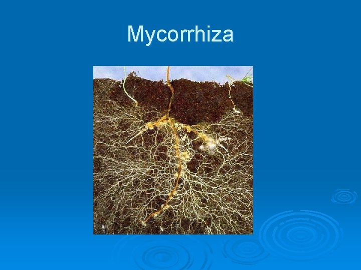 Mycorrhiza 
