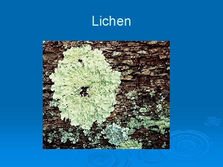 Lichen 