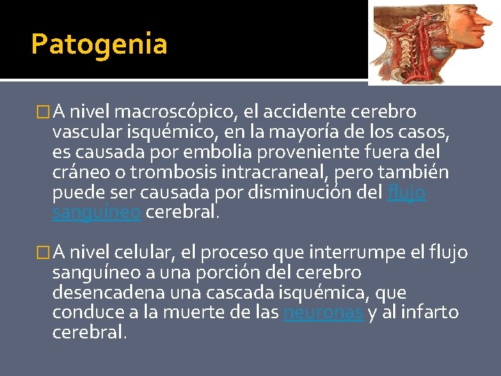 Patogenia �A nivel macroscópico, el accidente cerebro vascular isquémico, en la mayoría de los