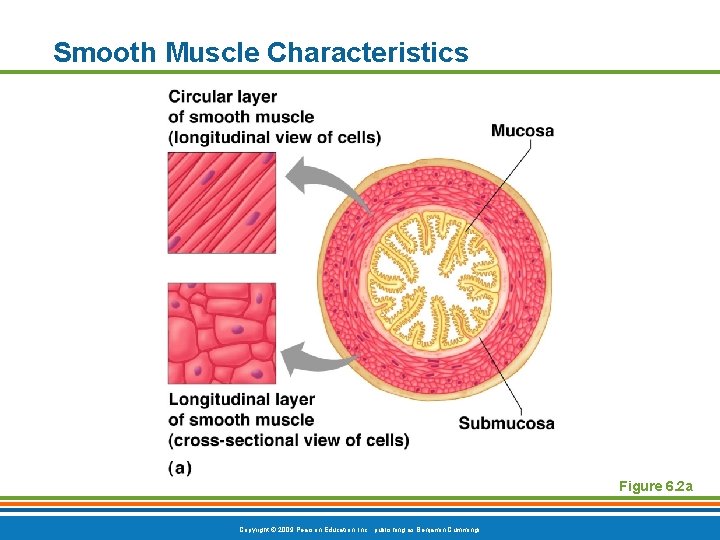 Smooth Muscle Characteristics Figure 6. 2 a Copyright © 2009 Pearson Education, Inc. ,