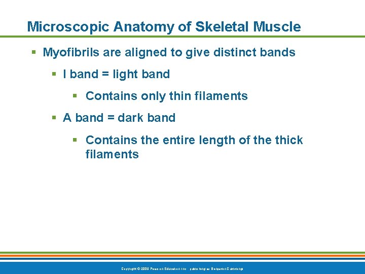 Microscopic Anatomy of Skeletal Muscle § Myofibrils are aligned to give distinct bands §