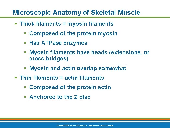 Microscopic Anatomy of Skeletal Muscle § Thick filaments = myosin filaments § Composed of