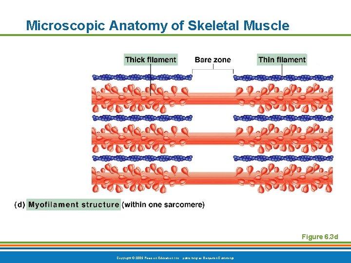 Microscopic Anatomy of Skeletal Muscle Figure 6. 3 d Copyright © 2009 Pearson Education,