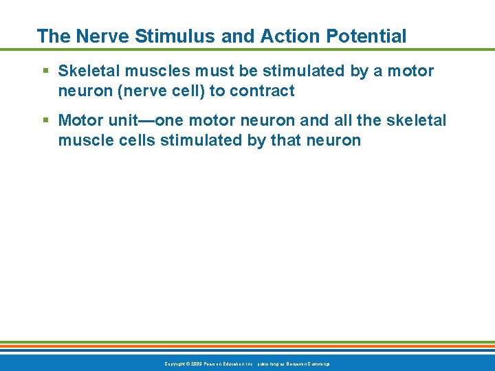 The Nerve Stimulus and Action Potential § Skeletal muscles must be stimulated by a