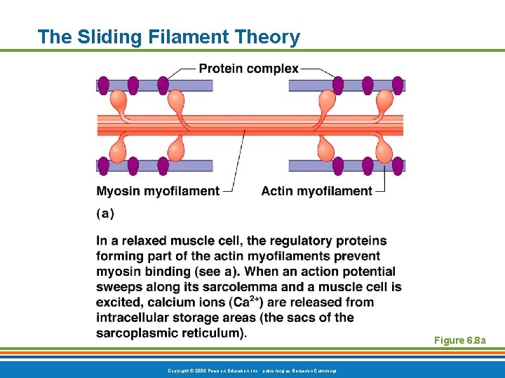 The Sliding Filament Theory Figure 6. 8 a Copyright © 2009 Pearson Education, Inc.