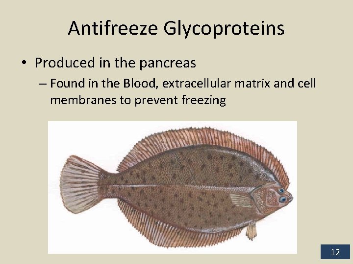 Antifreeze Glycoproteins • Produced in the pancreas – Found in the Blood, extracellular matrix