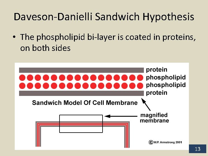 Daveson-Danielli Sandwich Hypothesis • The phospholipid bi-layer is coated in proteins, on both sides