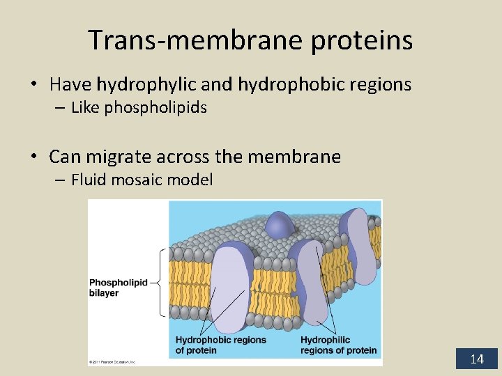 Trans-membrane proteins • Have hydrophylic and hydrophobic regions – Like phospholipids • Can migrate