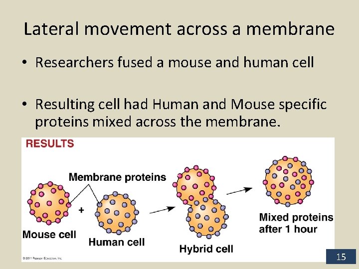 Lateral movement across a membrane • Researchers fused a mouse and human cell •