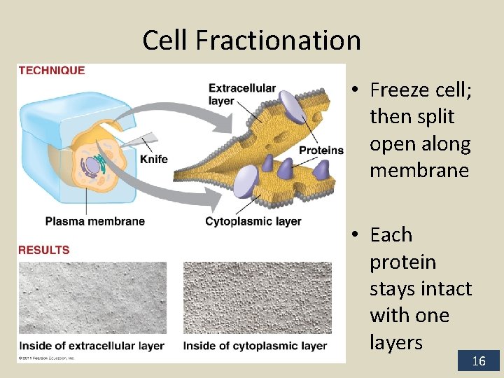 Cell Fractionation • Freeze cell; then split open along membrane • Each protein stays