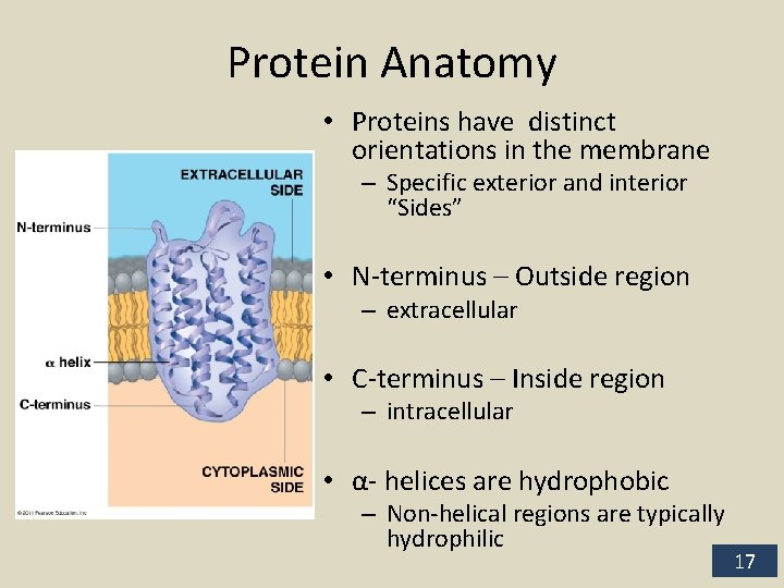 Protein Anatomy • Proteins have distinct orientations in the membrane – Specific exterior and