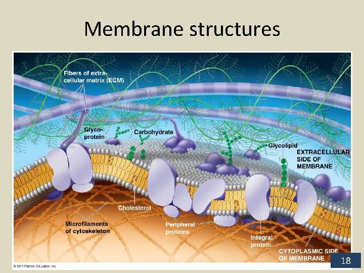 Membrane structures 18 