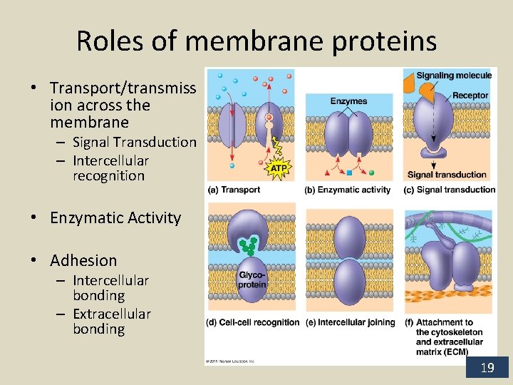 Roles of membrane proteins • Transport/transmiss ion across the membrane – Signal Transduction –