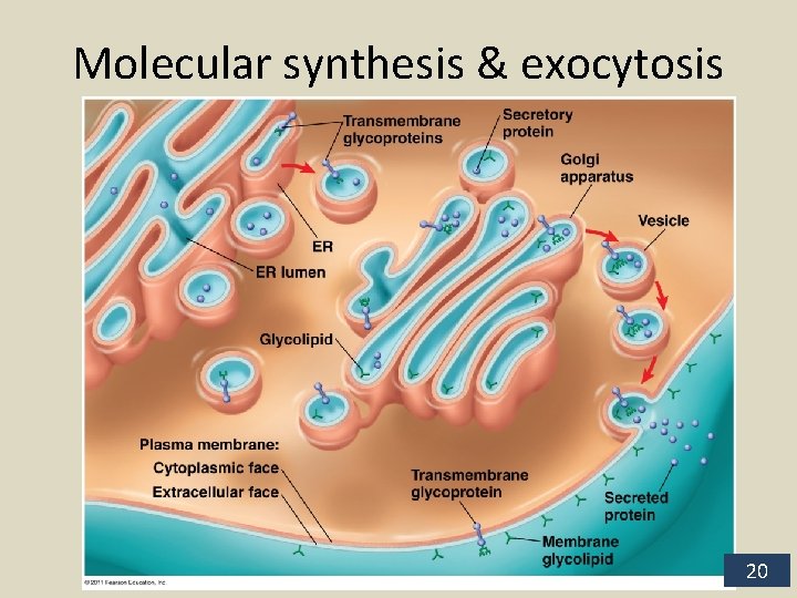 Molecular synthesis & exocytosis 20 