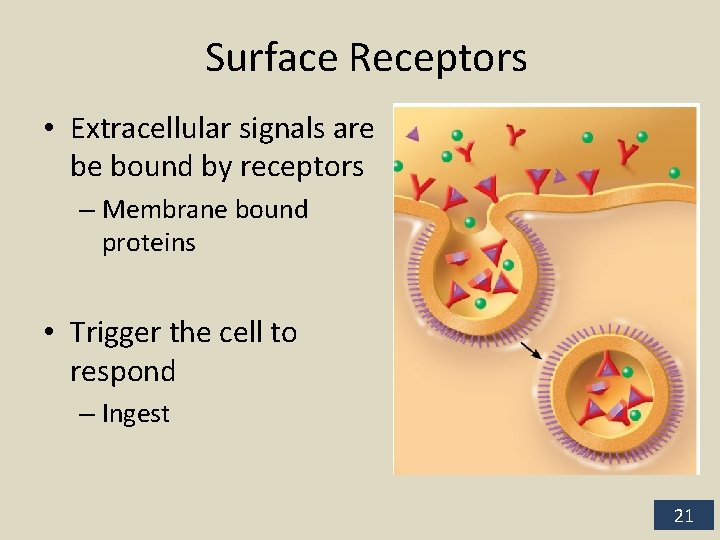 Surface Receptors • Extracellular signals are be bound by receptors – Membrane bound proteins