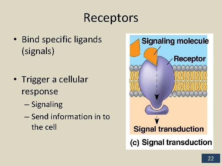 Receptors • Bind specific ligands (signals) • Trigger a cellular response – Signaling –