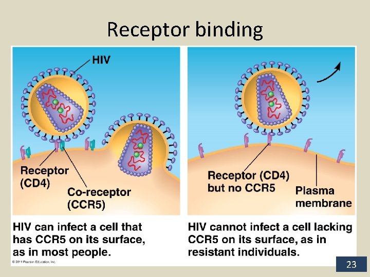 Receptor binding 23 