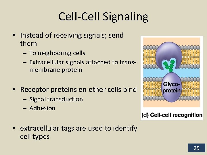 Cell-Cell Signaling • Instead of receiving signals; send them – To neighboring cells –