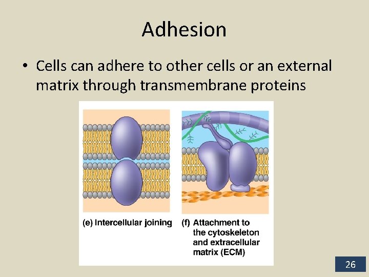 Adhesion • Cells can adhere to other cells or an external matrix through transmembrane