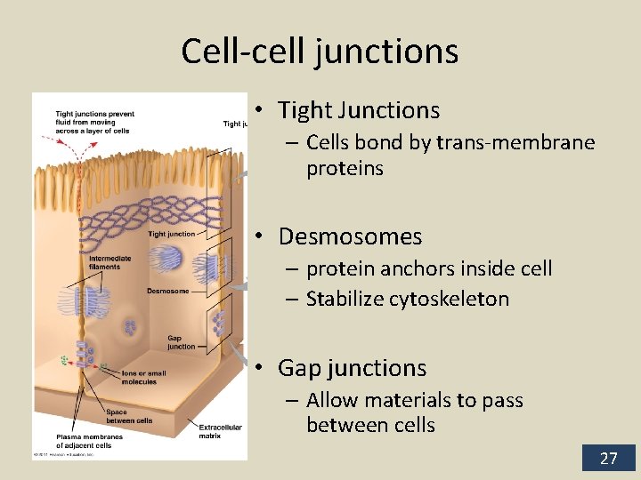 Cell-cell junctions • Tight Junctions – Cells bond by trans-membrane proteins • Desmosomes –