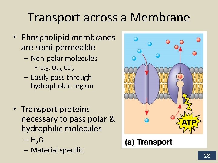 Transport across a Membrane • Phospholipid membranes are semi-permeable – Non-polar molecules • e.