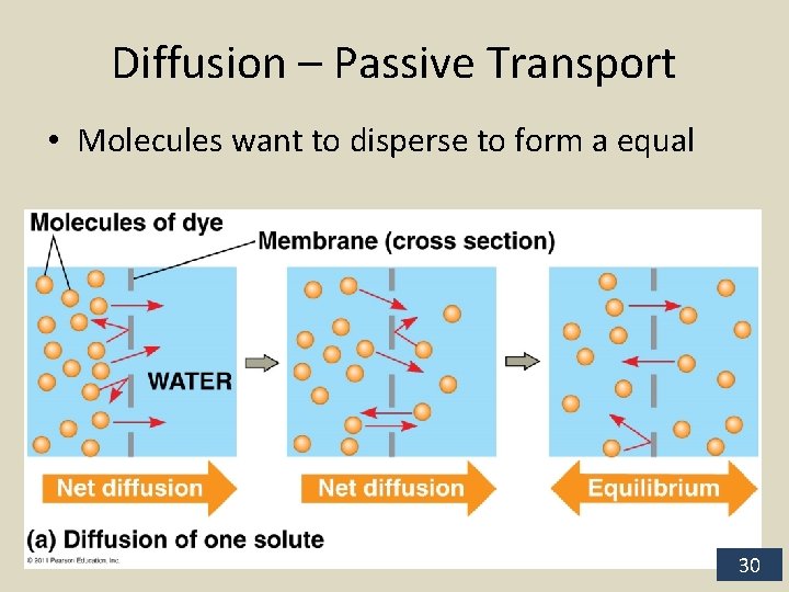 Diffusion – Passive Transport • Molecules want to disperse to form a equal 30