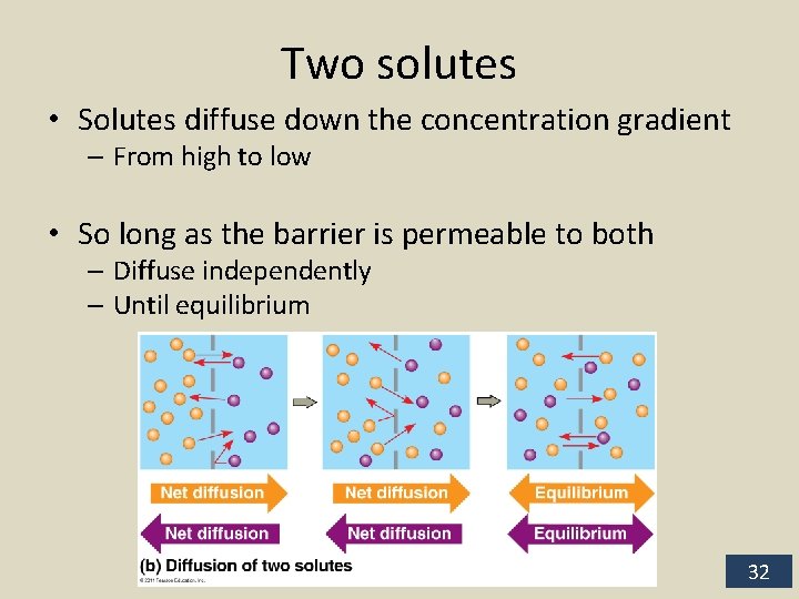 Two solutes • Solutes diffuse down the concentration gradient – From high to low