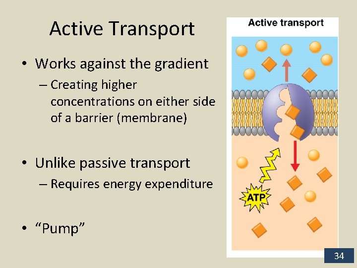 Active Transport • Works against the gradient – Creating higher concentrations on either side