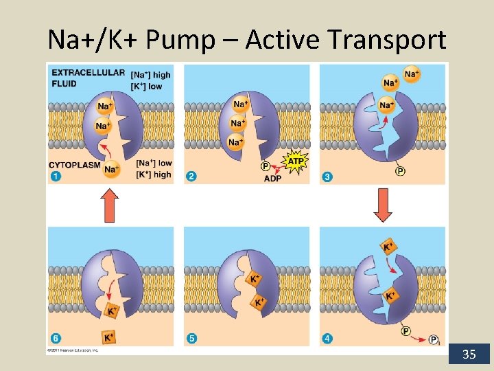 Na+/K+ Pump – Active Transport 35 