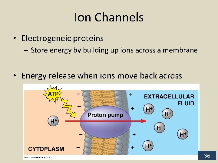 Ion Channels • Electrogeneic proteins – Store energy by building up ions across a