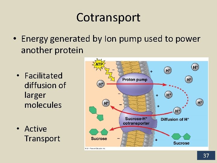 Cotransport • Energy generated by Ion pump used to power another protein • Facilitated