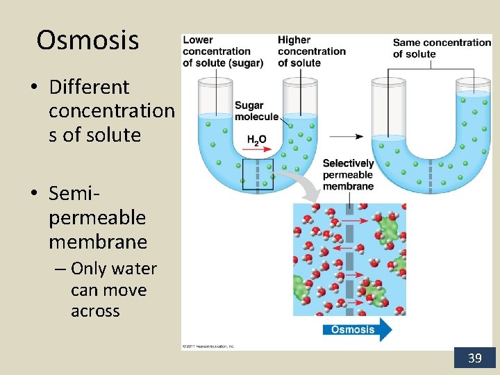 Osmosis • Different concentration s of solute • Semipermeable membrane – Only water can