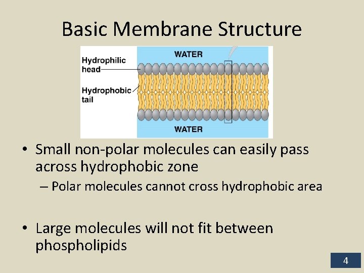 Basic Membrane Structure • Small non-polar molecules can easily pass across hydrophobic zone –
