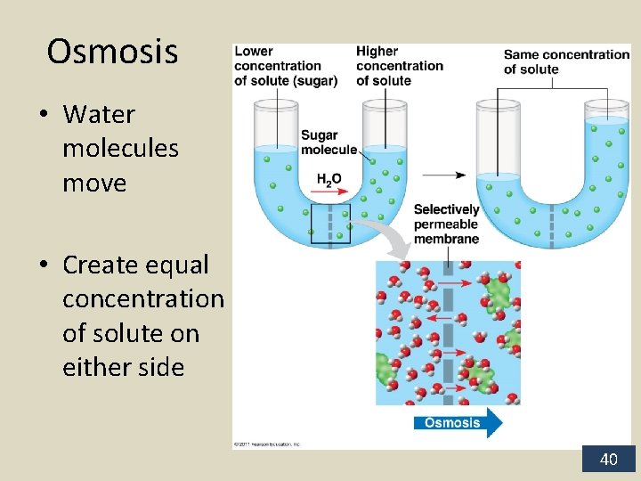 Osmosis • Water molecules move • Create equal concentration of solute on either side