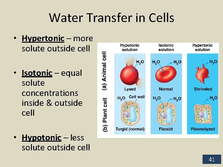 Water Transfer in Cells • Hypertonic – more solute outside cell • Isotonic –