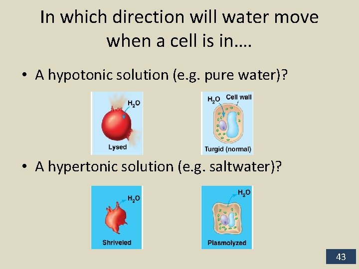 In which direction will water move when a cell is in…. • A hypotonic