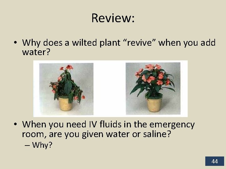 Review: • Why does a wilted plant “revive” when you add water? • When
