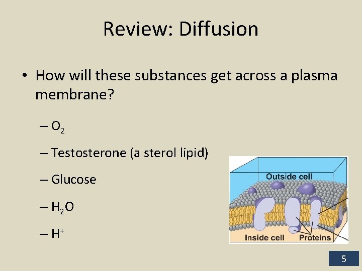 Review: Diffusion • How will these substances get across a plasma membrane? – O