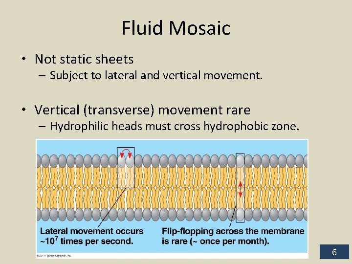 Fluid Mosaic • Not static sheets – Subject to lateral and vertical movement. •