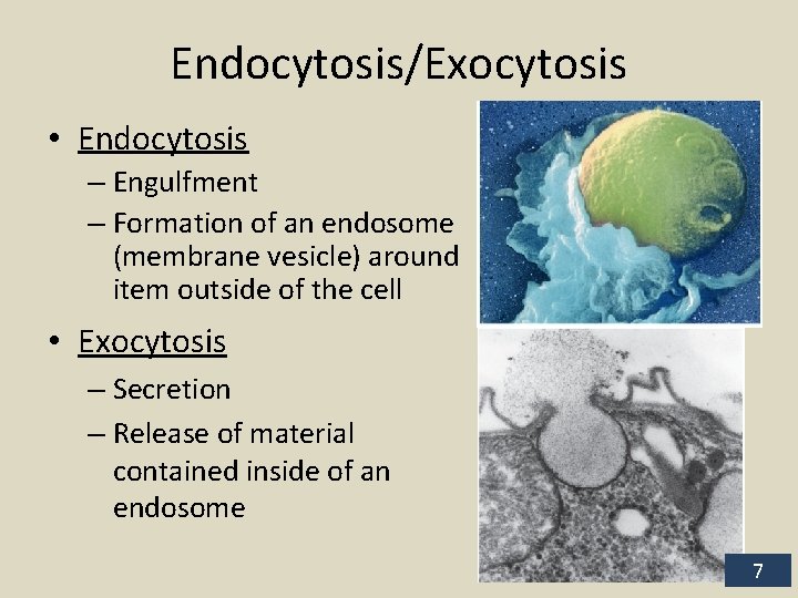 Endocytosis/Exocytosis • Endocytosis – Engulfment – Formation of an endosome (membrane vesicle) around item