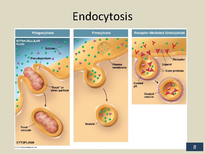 Endocytosis 8 