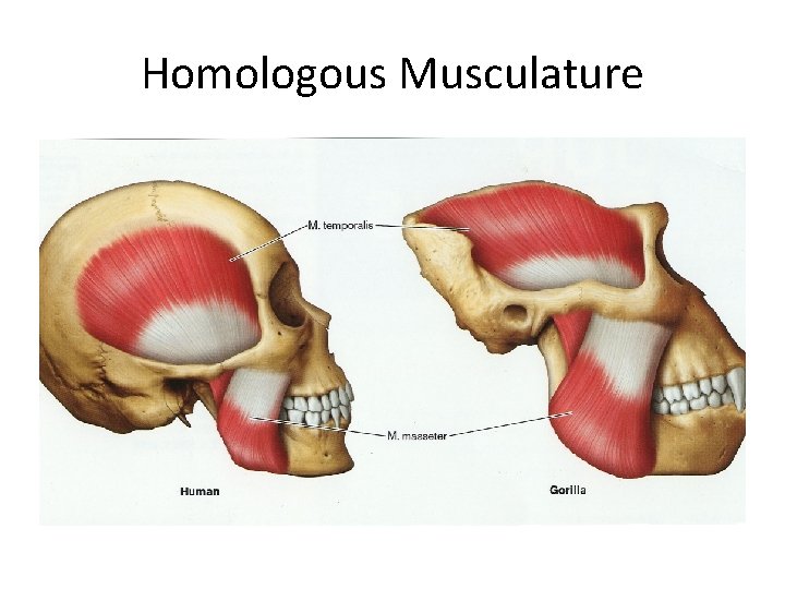 Homologous Musculature 