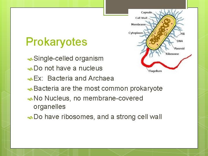 Prokaryotes Single-celled organism Do not have a nucleus Ex: Bacteria and Archaea Bacteria are