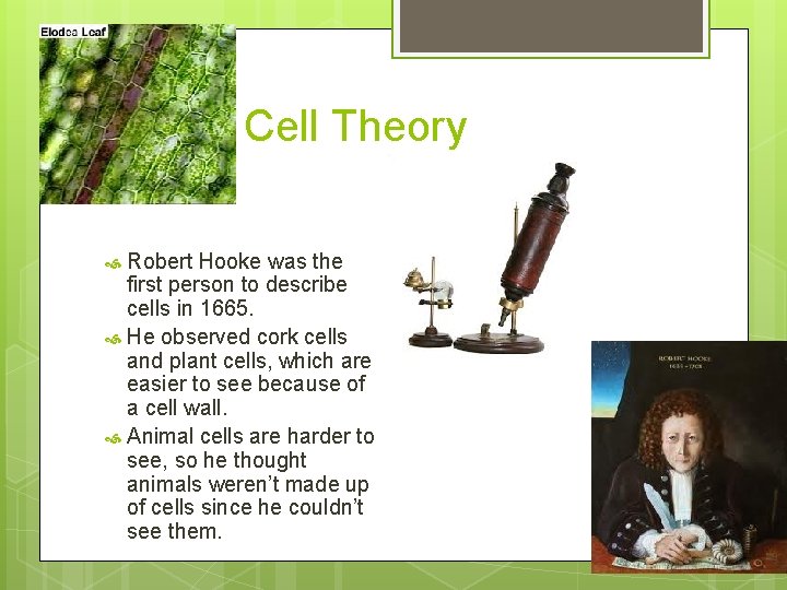 Cell Theory Robert Hooke was the first person to describe cells in 1665. He