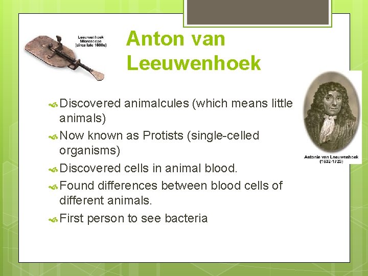 Anton van Leeuwenhoek Discovered animalcules (which means little animals) Now known as Protists (single-celled