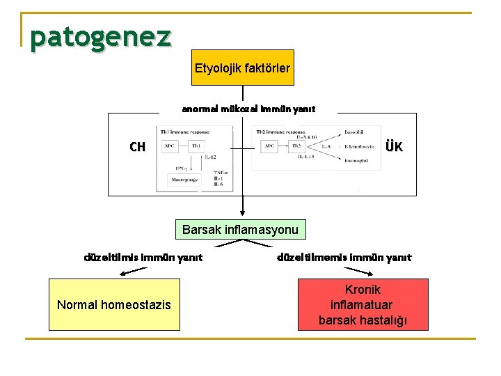 patogenez Etyolojik faktörler anormal mükozal immün yanıt CH ÜK Barsak inflamasyonu düzeltilmis immün yanıt