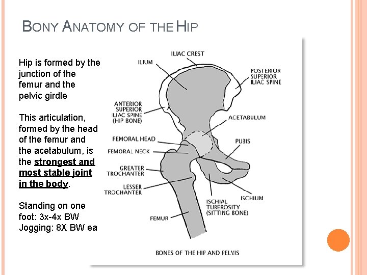 BONY ANATOMY OF THE HIP Hip is formed by the junction of the femur