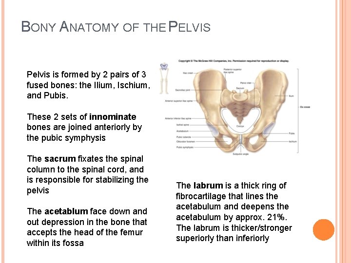 BONY ANATOMY OF THE PELVIS Pelvis is formed by 2 pairs of 3 fused
