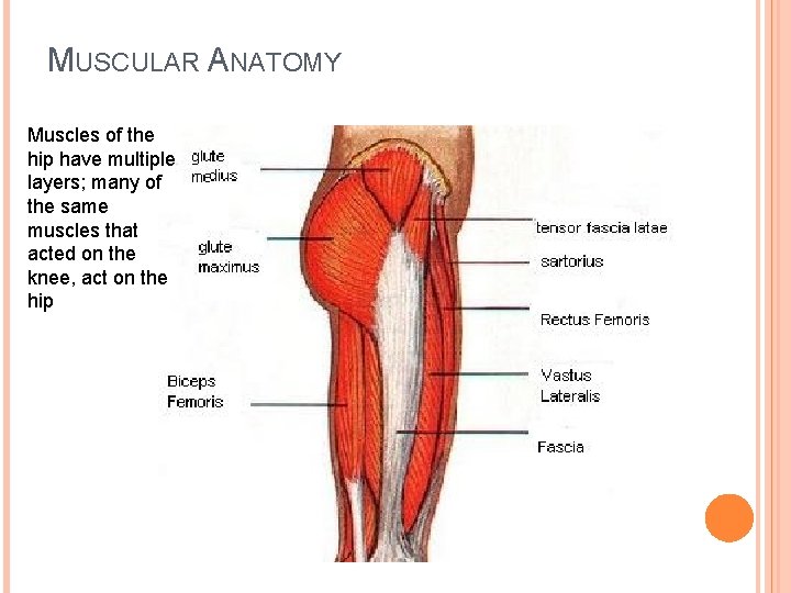 MUSCULAR ANATOMY Muscles of the hip have multiple layers; many of the same muscles