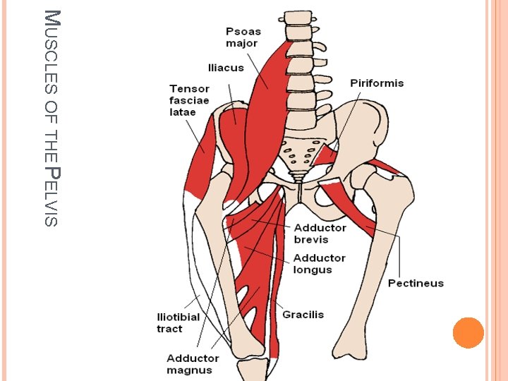 MUSCLES OF THE PELVIS 